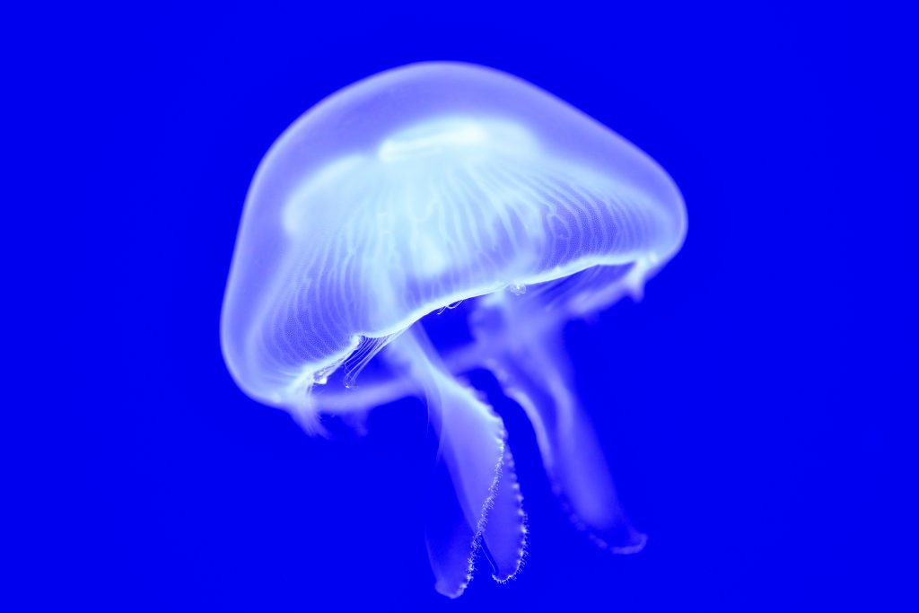 A moon jellyfish swimming in bright blue water