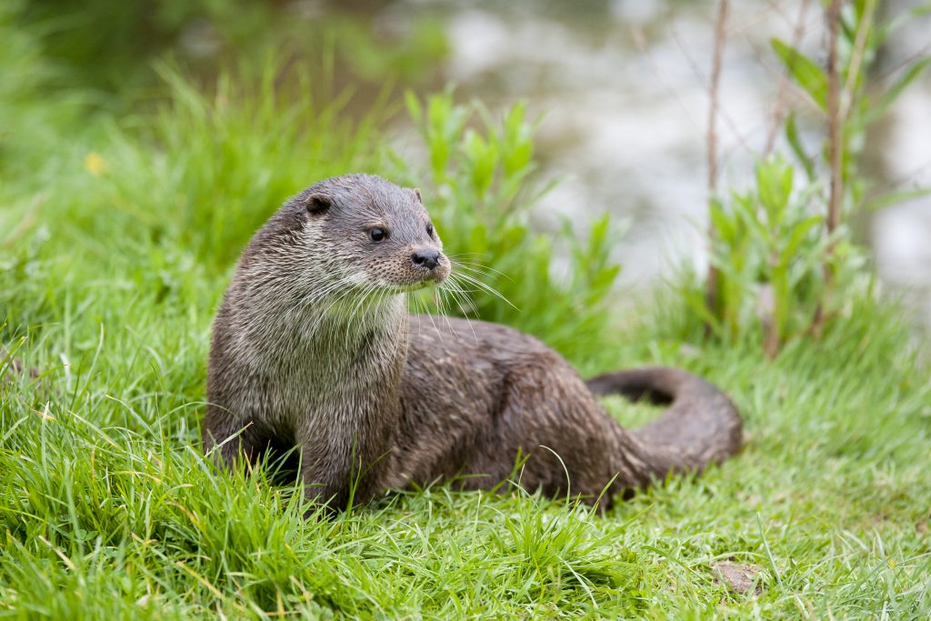 An otter sitting on the grass