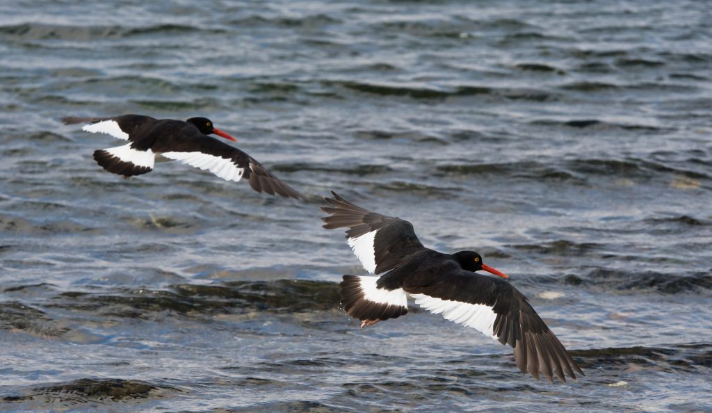  Oystercatchers flying over the sea