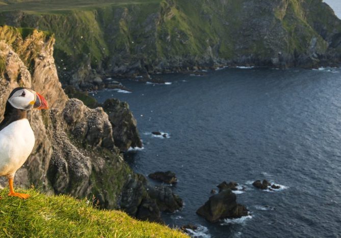 A Puffin stands on a cliff edge over a nature reserve